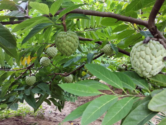 Mãng cầu dai
