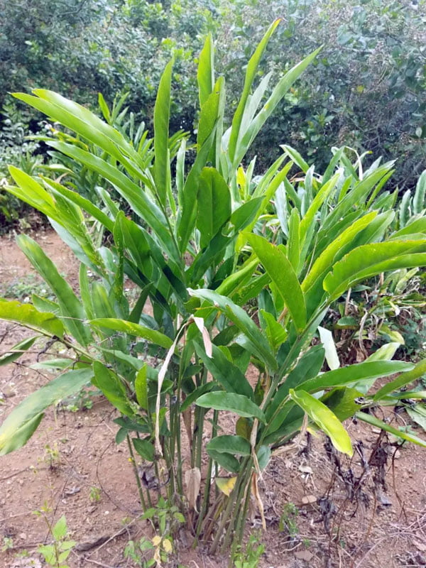 Loại gia vị nông sản có khả năng chống ung thư mạnh mẽ