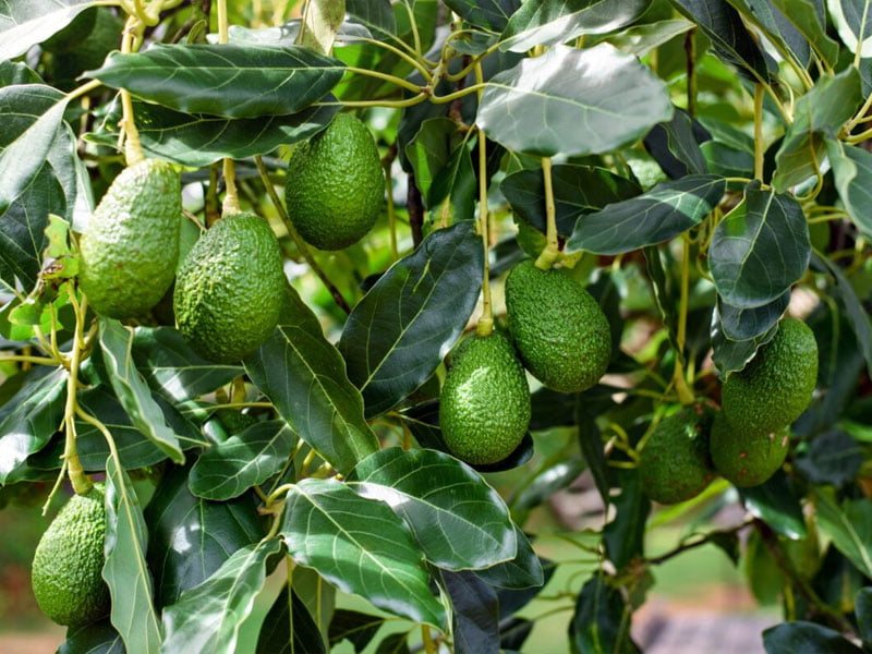 Quả bơ - Siêu thực phẩm mang lại nhiều lợi ích cho sức khỏe