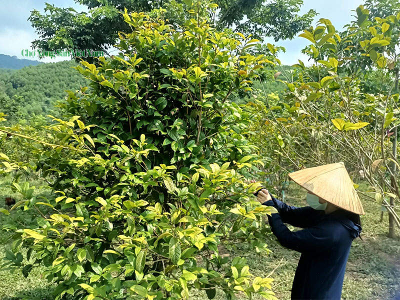 An Na Nguoi Bo Pho De Theo Duoi Dam Me Tra Hoa Vang (2)