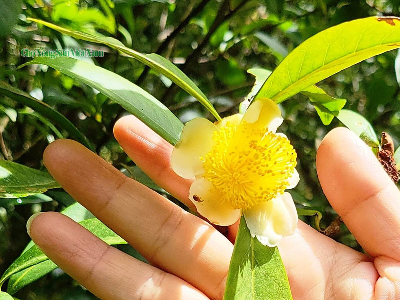 An Na Nguoi Bo Pho De Theo Duoi Dam Me Tra Hoa Vang (4)
