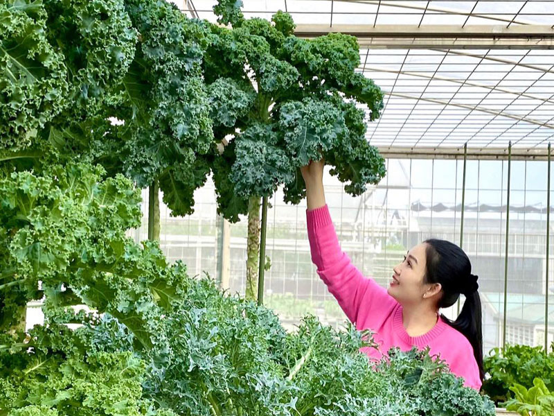 Cay Cai Xoan Kale Huong Di Moi Cho Nong Nghiep Bac Ha Lao Caicay Cai Xoan Kale Huong Di Moi Cho Nong Nghiep Bac Ha Lao Cai (3)