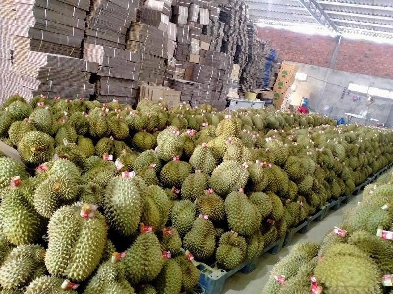 Phat Trien 14 Loai Cay An Trai Chu Luc Nam 2025 Den 2030 (4)