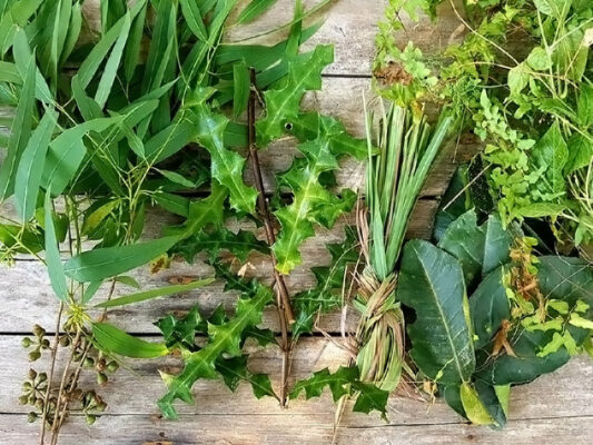Cay sa vi thuoc quy tu thien nhien (0)